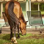 Country Mandra Edera 4*
