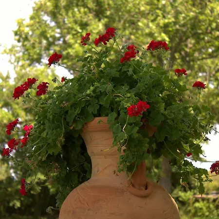 Country Mandra Edera Аббазанта