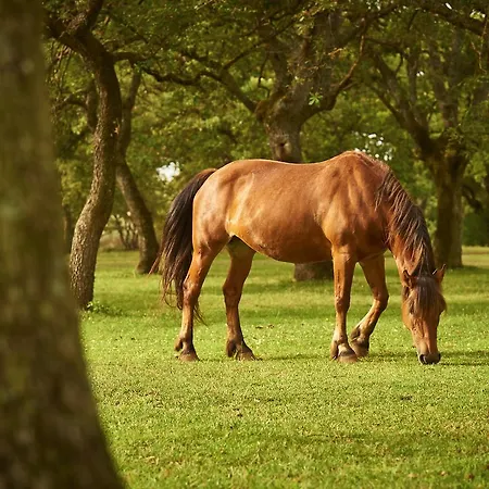 Ξενοδοχείο Country Mandra Edera 4*